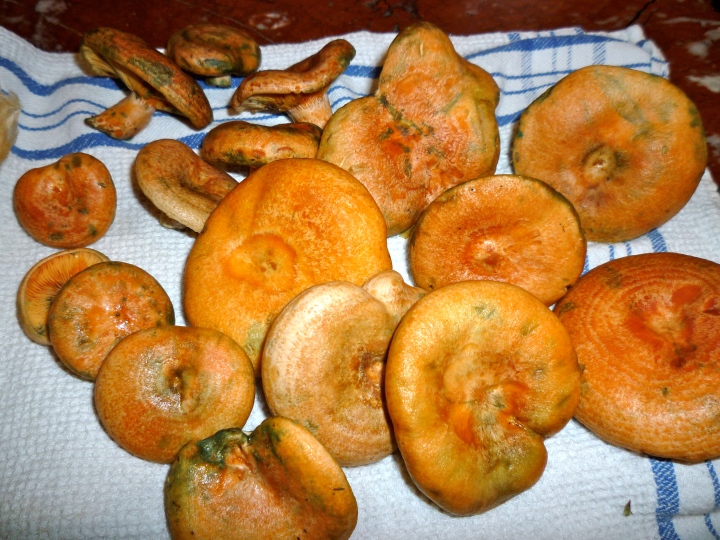 lactere-mushrooms